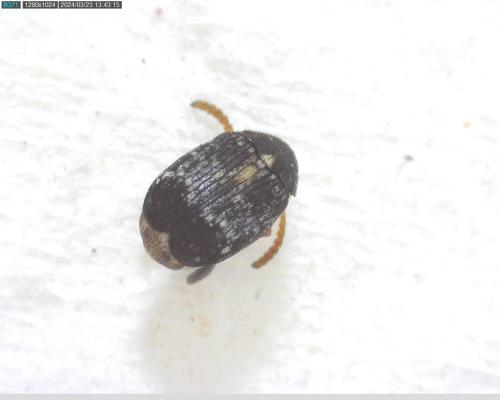 Réf. 338 621 : Bruchus sp.