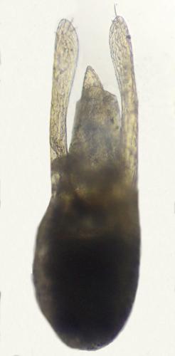 Réf. 338 306 : Lesteva punctata
