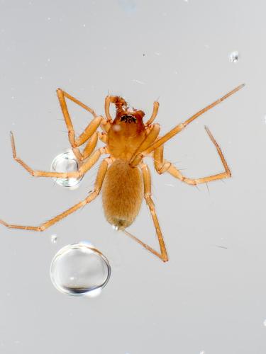 Lessertia dentichelis