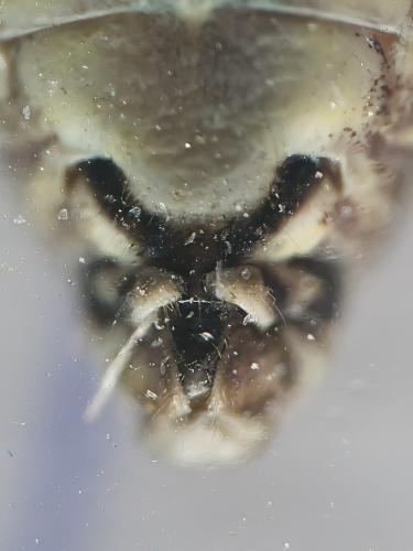 Réf. 338 999 : Mesopsocus fuscifrons