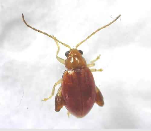 Réf. 338 094 : Longitarsus sp.
