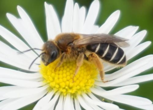 Réf. 338 075 : Halictus rubicundus