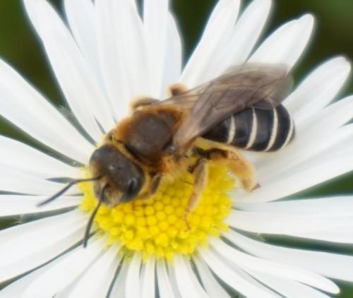 Réf. 338 076 : Halictus rubicundus