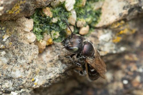 Osmia saxicola