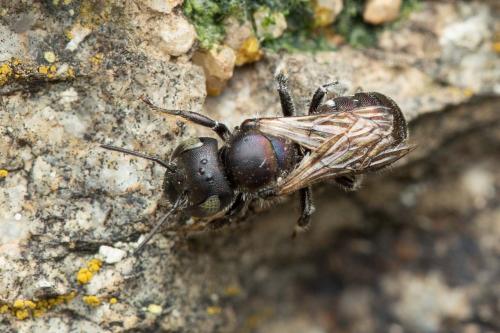 Réf. 338 634 : Osmia saxicola