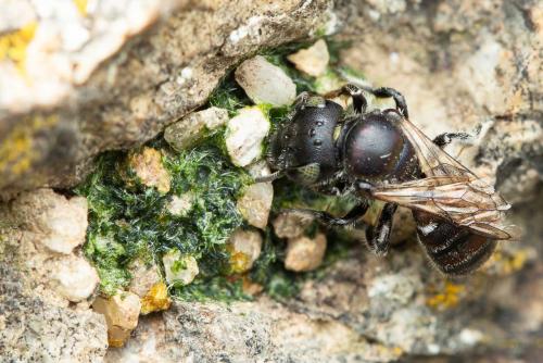 Osmia saxicola