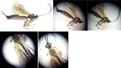 Réf. 338 472 : Tromatobia lineatoria