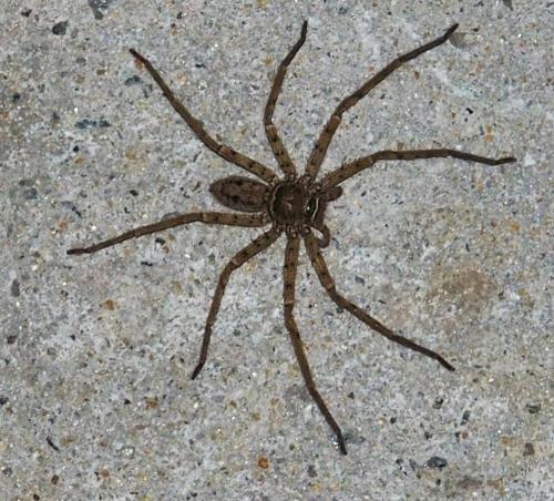 Réf. 338 557 : Heteropoda venatoria