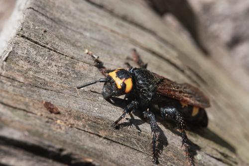 Réf. 338 164 : Megascolia maculata