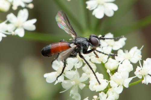 Réf. 338 021 : Cylindromyia pusilla