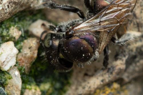 Osmia saxicola