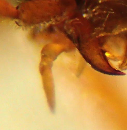 Réf. 338 438 : Lesteva punctata