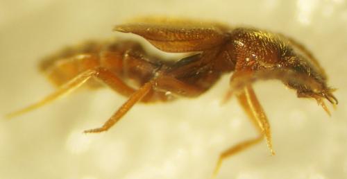 Réf. 338 437 : Lesteva punctata