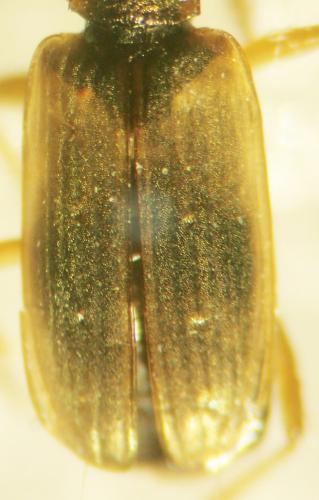 Réf. 338 483 : Cillenus lateralis