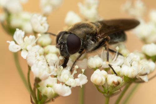 Réf. 338 658 : Cheilosia sp.