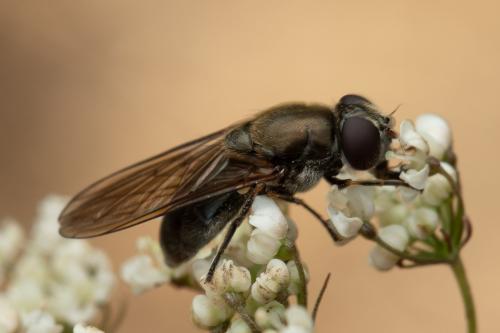 Réf. 338 659 : Cheilosia sp.