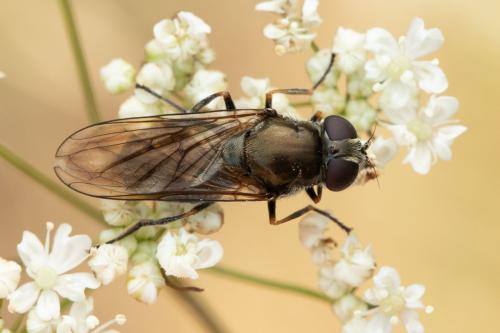 Réf. 338 657 : Cheilosia sp.