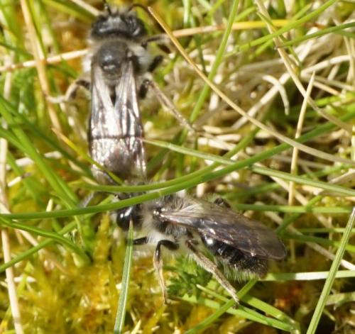 Andrena sp.