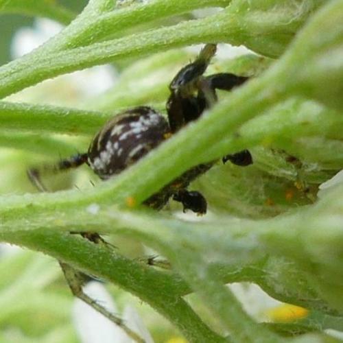 Xysticus sp.