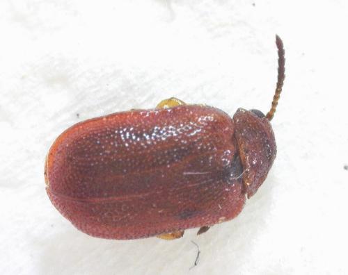 Lochmaea crataegi