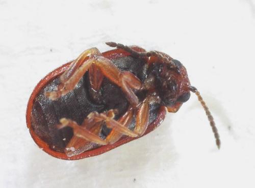 Lochmaea crataegi