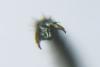 338776 – Photo : Alexander Boldyrev – Russie