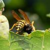 338080 – Photo : Damien GRILLIERE – France (15)