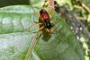 338029 – Photo : Claude Chavand – Philippines