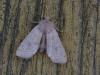 338460 – Photo : Georges Vermelle – France (62)