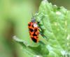 338183 – Photo : Philippe Fourtier – France (06)