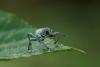 338523 – Photo : Claude Chavand – Philippines