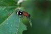 338522 – Photo : Claude Chavand – Philippines