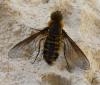 338546 – Photo : Emmanuel Ruchon – France (26)