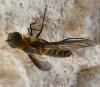 338547 – Photo : Emmanuel Ruchon – France (26)