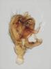 338603 – Photo : Cédric Mondy – France (88)