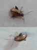 Longitarsus sp.