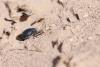 338096 – Photo : vincent thary – Maroc