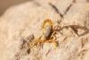 338065 – Photo : vincent thary – Maroc