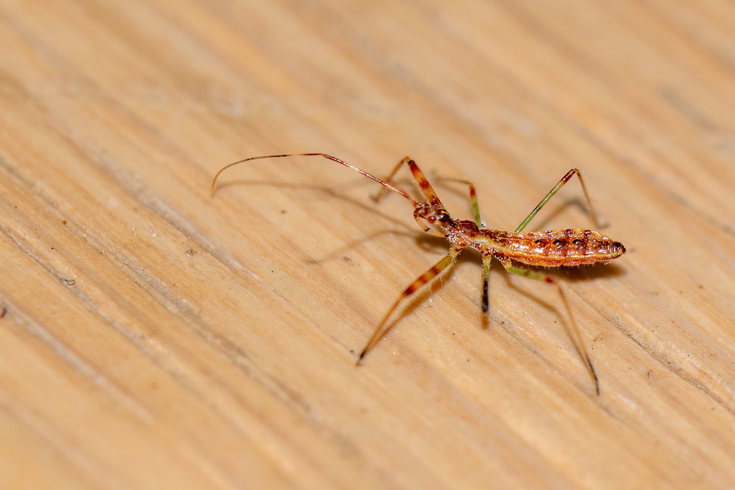 Christian Peyron - Nagusta goedelii - réf. 338232 (1500 x 1000 pixels, 136 ko)