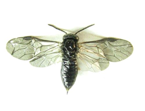 Blennocampa phyllocolpa
