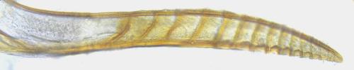 Euura (viduata)