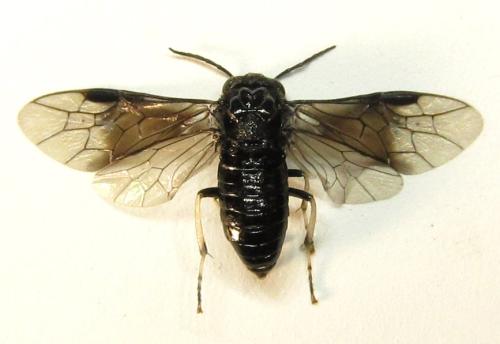 Réf. 339 072 : Eriocampa dorpatica