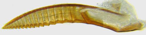 Euura histrio