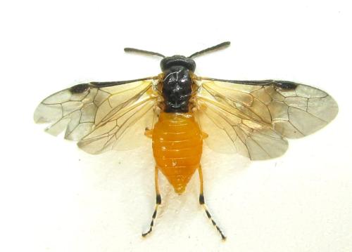Athalia liberta