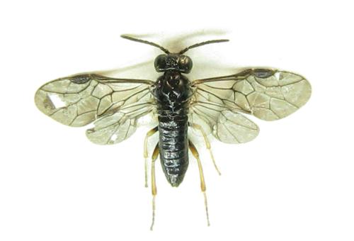Réf. 339 034 : Blennocampa phyllocolpa