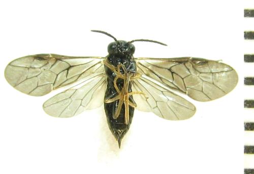 Blennocampa phyllocolpa