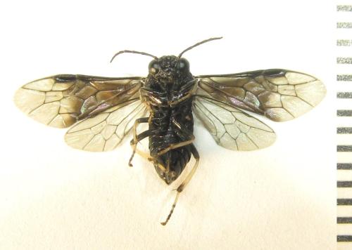 Réf. 339 073 : Eriocampa dorpatica