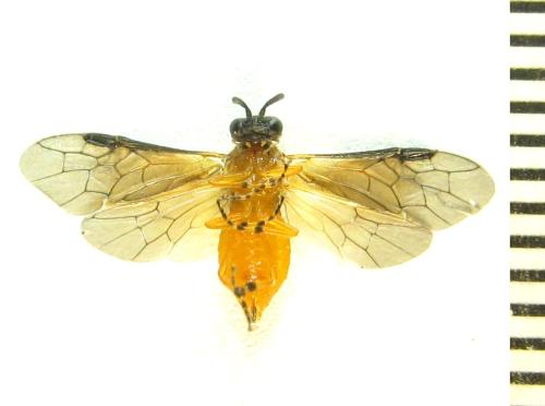 Athalia liberta