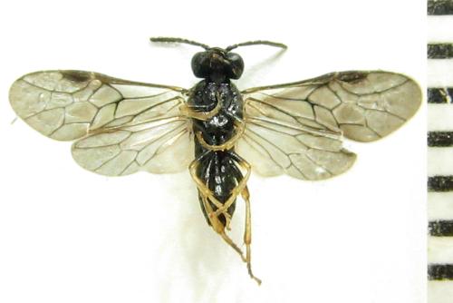 Blennocampa phyllocolpa