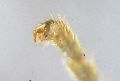 Blennocampa phyllocolpa